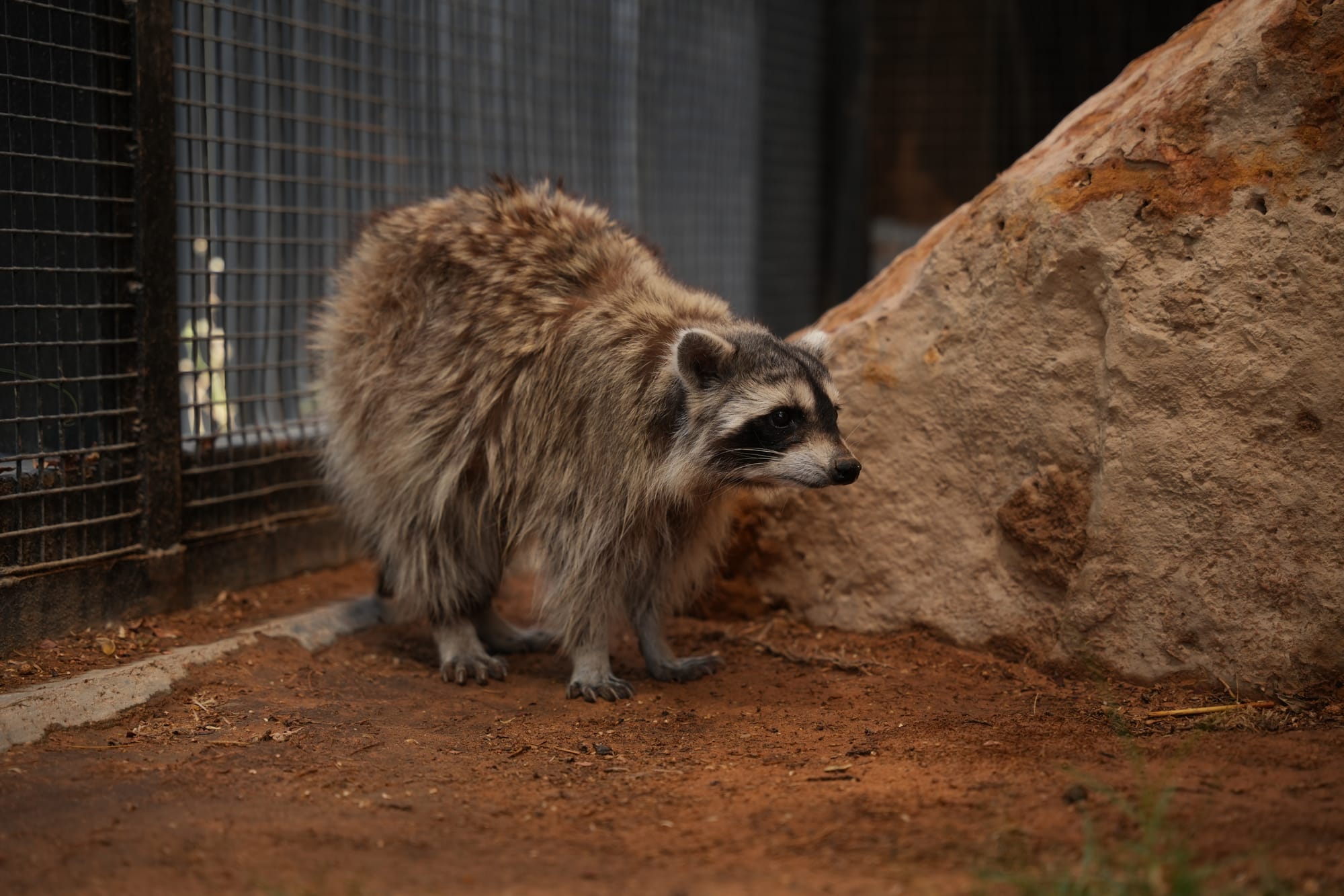 Raccoon