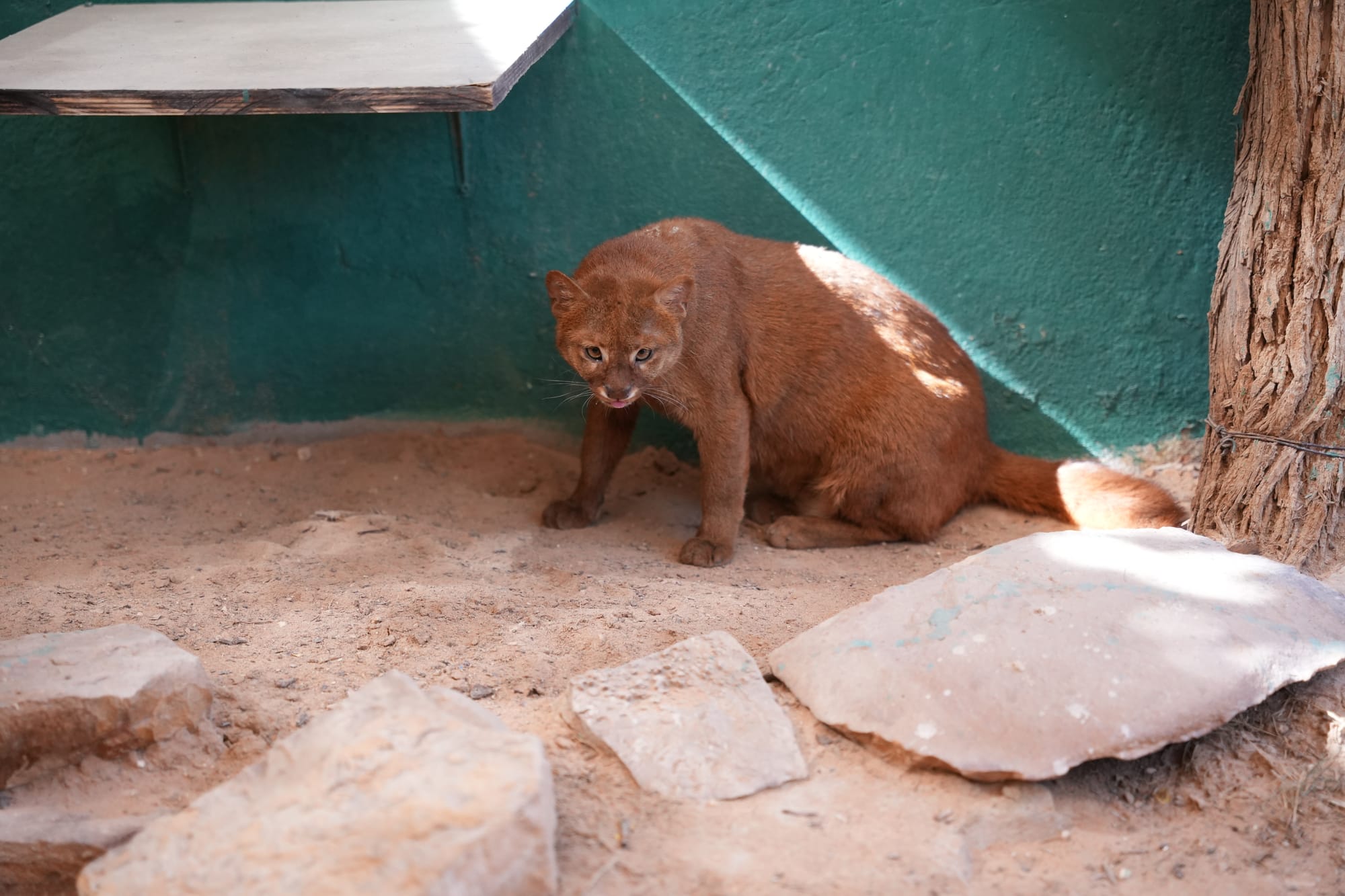 Jaguarundi