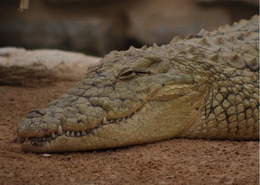 Nile Crocodile