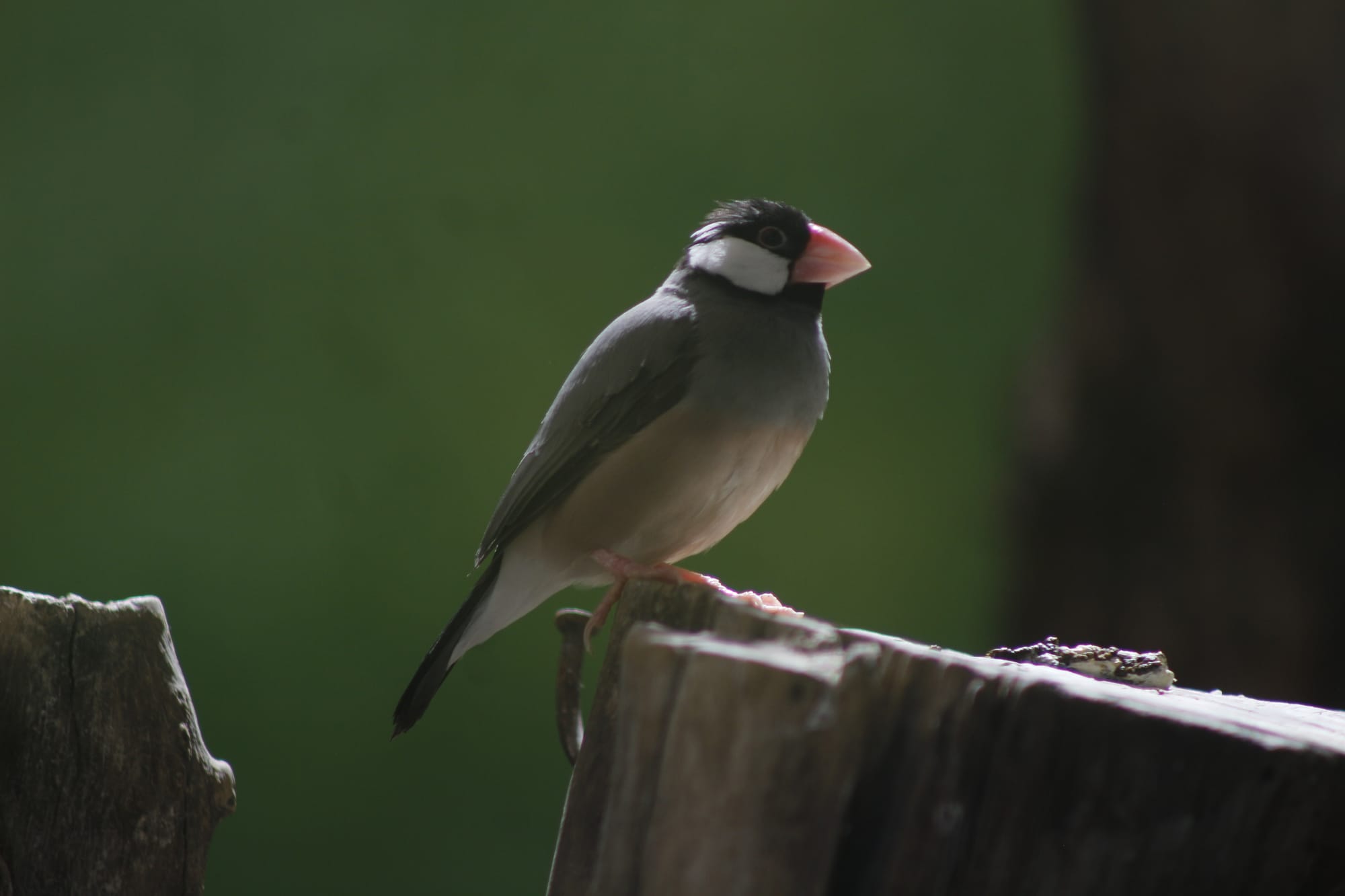 Java Rice Bird