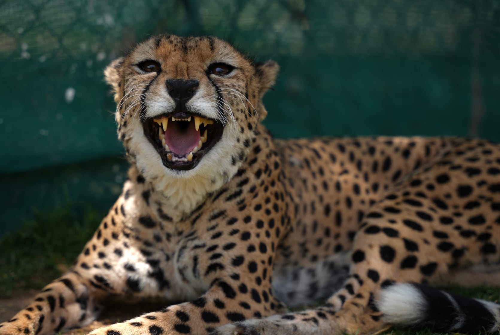 Cheetah