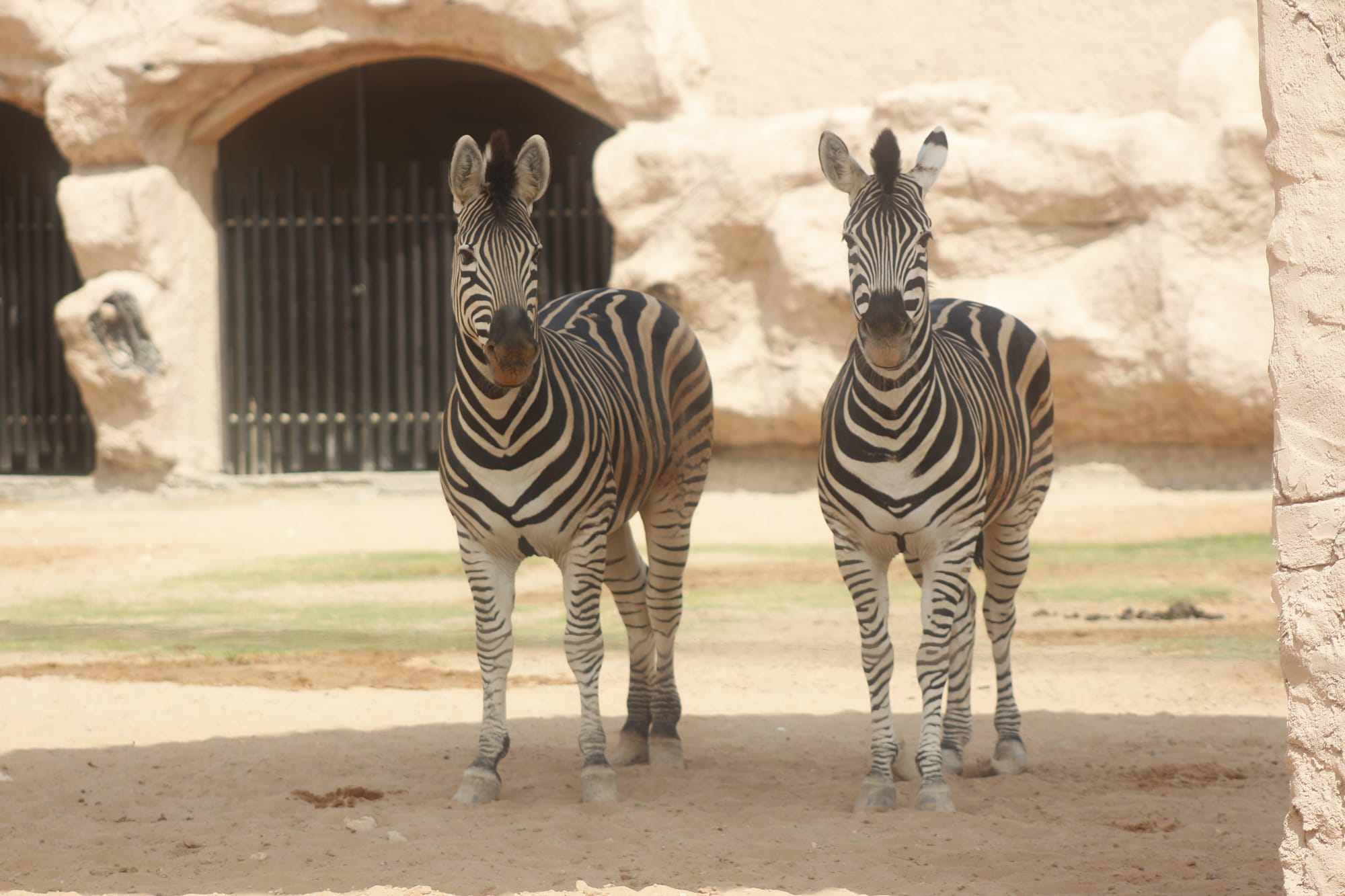 Zebra