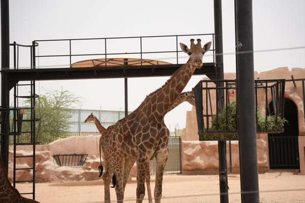 Giraffe