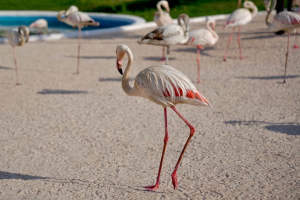 Greater Flamingo
