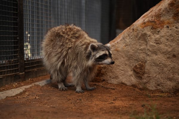Raccoon