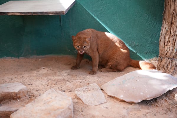 Jaguarundi