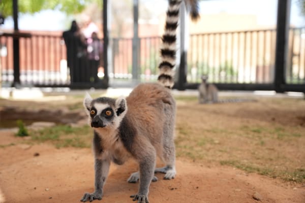 Ring-Tailed Lemur