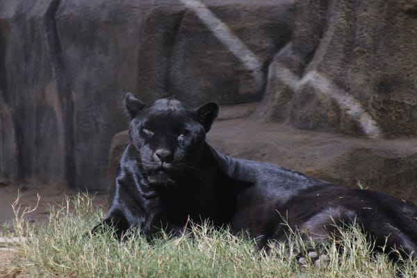 Black Jaguar