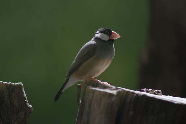 Java Rice Bird