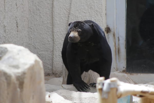 Sun Bear