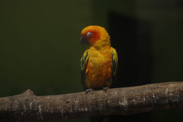 Sun Conure