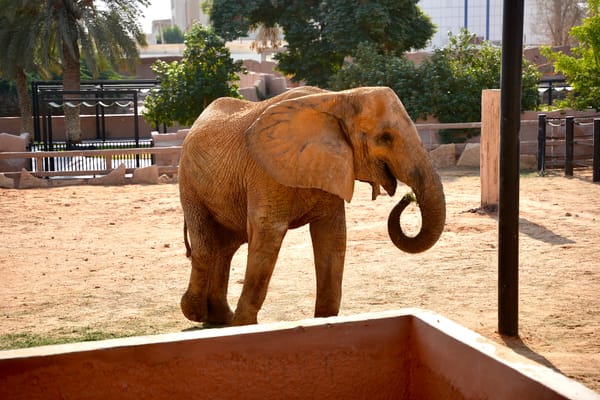 African Elephant
