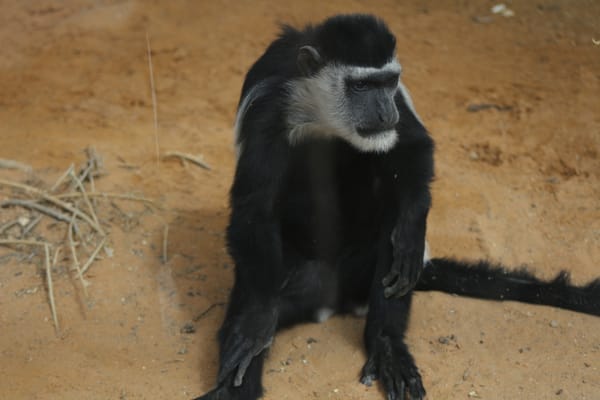 Black and White Colobus