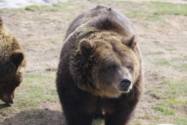 Brown Bear