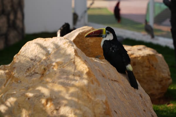Channel-Billed Toucan