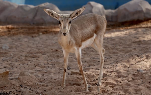 Dorcas Gazelle (Desert Gazelle)