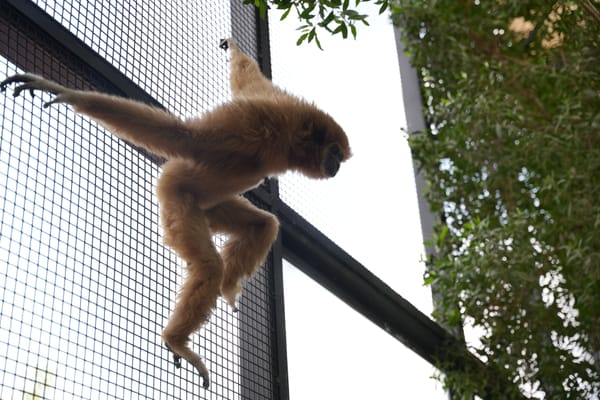 Lar Gibbon