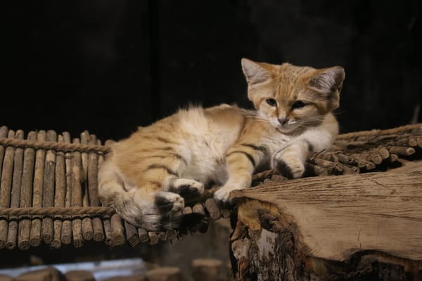 Sand Cat