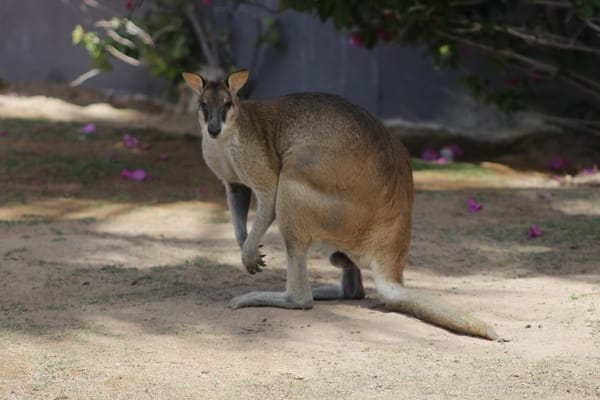 Wallaby